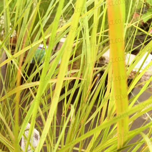 Ornamental Grass Stipa Arundinacea | ScotPlants Direct